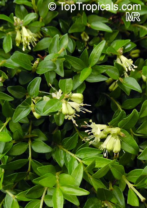 Lonicera nitida , Box Honeysuckle