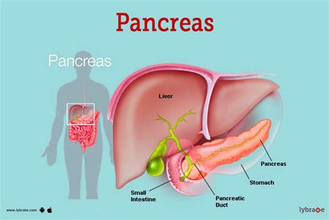 Pancreas (Human Anatomy): Picture, Function, Diseases, Tests, and ...