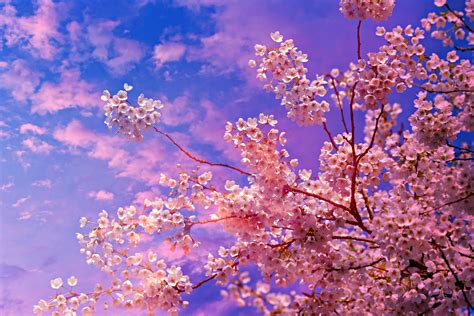 Cherry Blossom Tree 4k 5k Wallpaper,HD Nature Wallpapers,4k Wallpapers ...