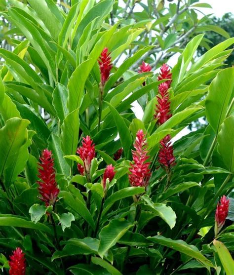 DIRECT FROM HAWAII Red Torch Ginger Alpinia Purpurata - Etsy