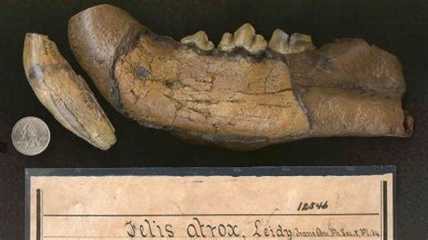 Rare American lion fossils discovered in Mississippi | CNN