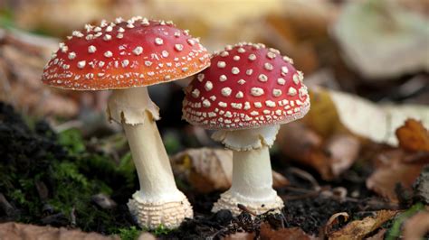 The Most Common Types of Poisonous Mushrooms - Mushroom Insider