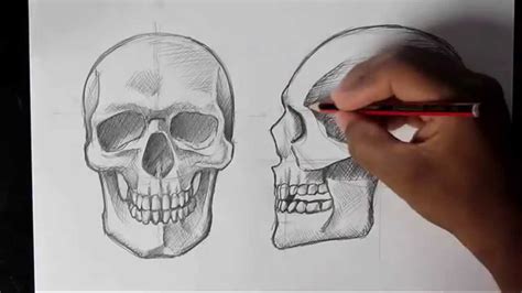 Skull Diagram Front