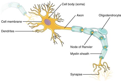 Nervous Tissue | Anatomy and Physiology I