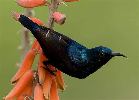 Purple Sunbird - ARUNACHALA BIRDS