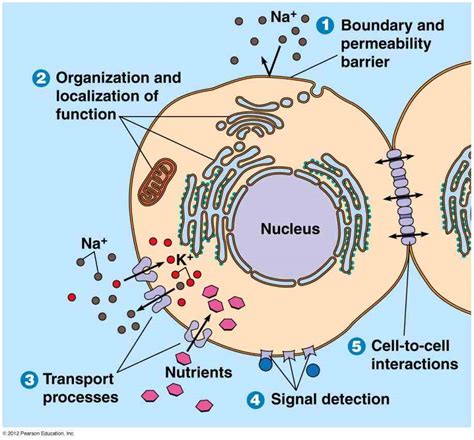 Glycoprotein Function In Cell Membrane | MedicineBTG.com