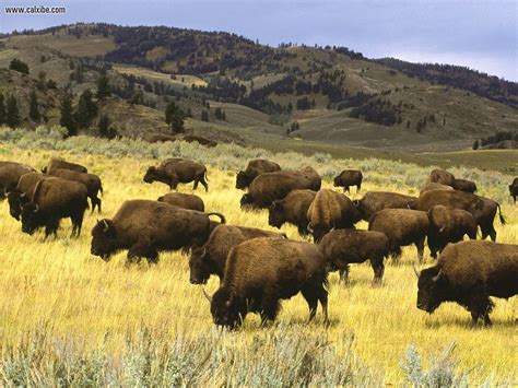 Animals: Bison Yellowstone National Park Wyoming, picture nr. 15133