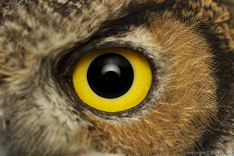 great horned owl eye