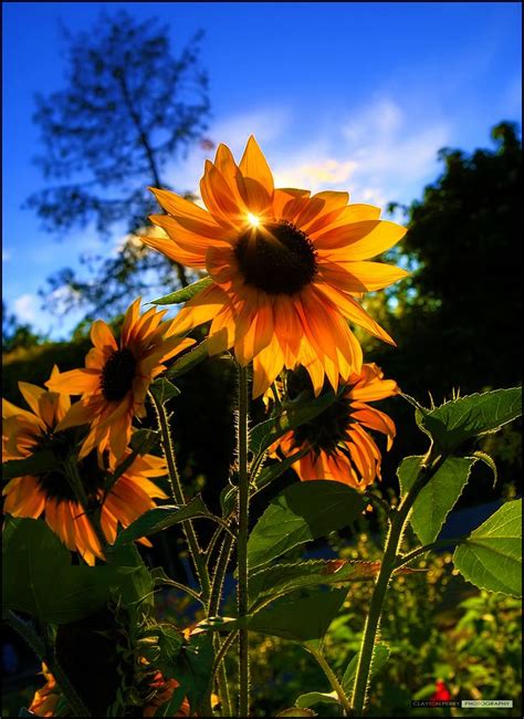 Good morning beautiful :) | Sunflower sunset, Sunflower garden, Sunflower