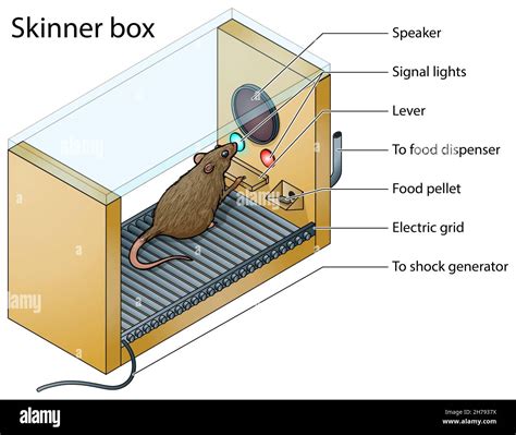 Skinner's Theory Of Operant Conditioning, 42% OFF