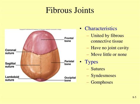 What Is A Fibrous Joint