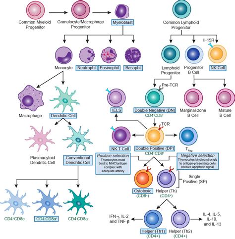 85 T CELL MATURATION FLOW CHART