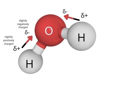 Structure of Water to Biological Macromolecules Review Jeopardy Template