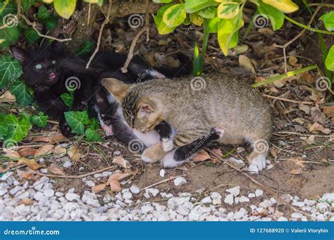 Beautiful Kittens Playing Together and Each with Himself Stock Photo ...