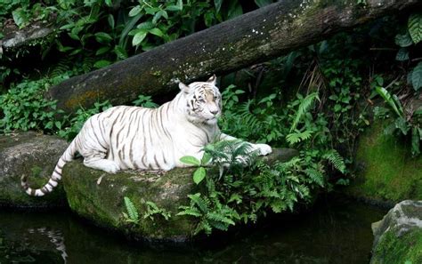 Habitat - White Tiger