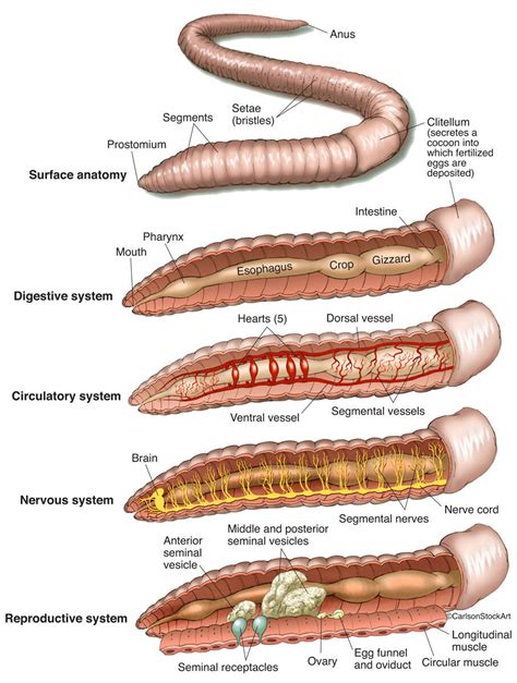 Earthworm Internal Anatomy