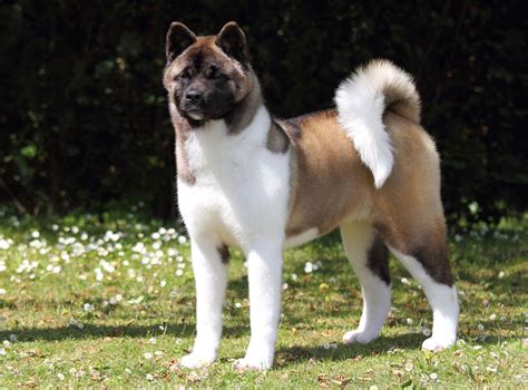 Long Coat Akita Inu: Vẻ Đẹp Tinh Khôi Của Loài Chó