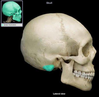 Mastoid Process : Definition, Location, Function and Pain - (updated in ...