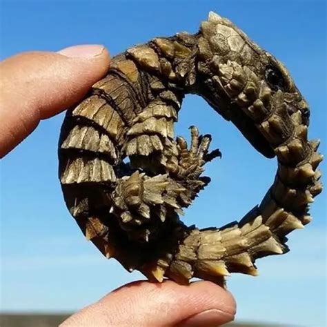 Armadillo Girdled Lizard - Facts, Diet, Habitat & Pictures on Animalia.bio