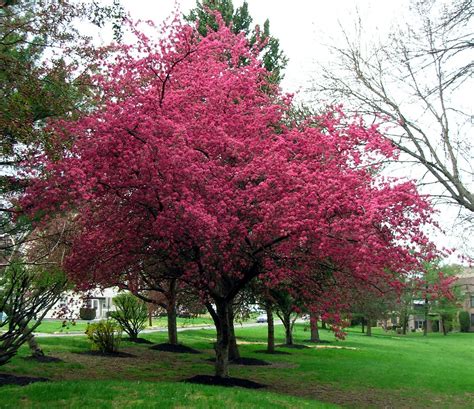 Dark Pink flower tree | jilebee | Flickr