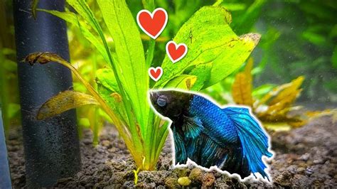 7 Popular Plants for Betta Fish You Need to Try - YouTube Betta Fish ...