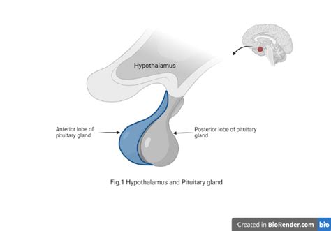 Prolactin | You and Your Hormones from the Society for Endocrinology