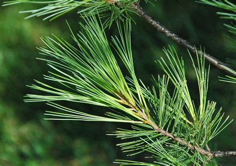 Pinus strobus (eastern white pine) 7 | Pinus strobus Linnaeu… | Flickr