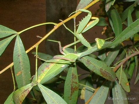 Hedgie's Nature Journal : Praying Mantis in my garden