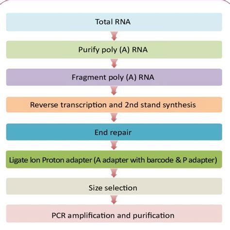 Diagram of RNA-Seq experimental process. | Download Scientific Diagram