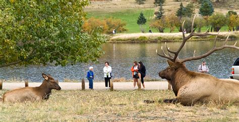 Estes Park Wildlife Watching 101