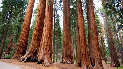 Visit Sequoia National Park: 2021 Travel Guide for Sequoia National ...