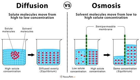 Diffusion and Osmosis – Similarities & Differences