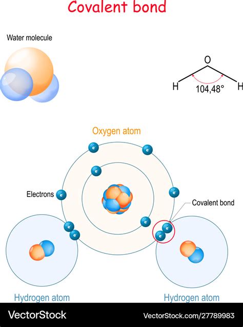 Covalent bond for example water molecule h2o Vector Image