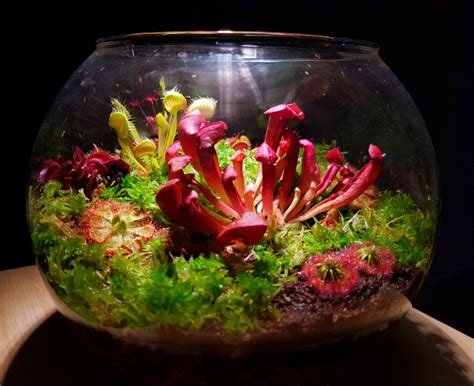 Carnivorous plant Terrarium unique Gifts, Gardening, Plants on Carousell