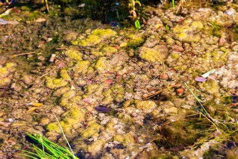 Green Algae in Water. Water Pollution Stock Image - Image of abstract ...