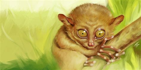 Tarsier by Disastrata on DeviantArt