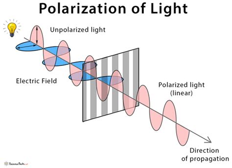 Polarization of Light: Definition, Diagram, and Applications