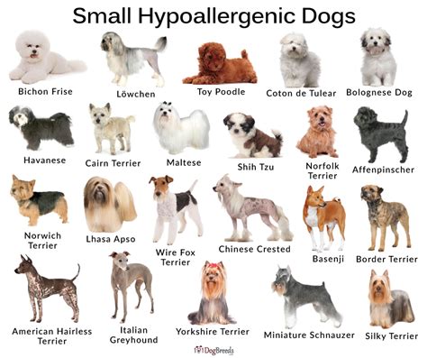 Hypoallergenic Dog Breeds Dog Breeds, Dog Breeds Chart, Hypoallergenic ...