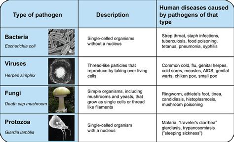 Barriers to Pathogens | CK-12 Foundation