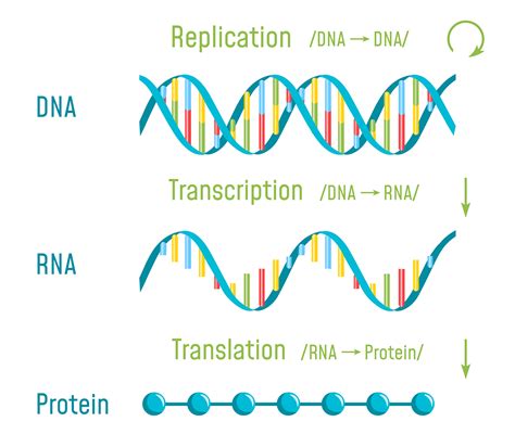 Protein Synthesis – Nature Journals