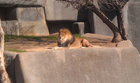 Images: Louisville Zoo animals