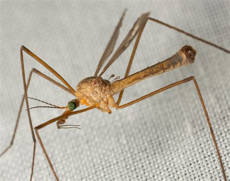 Bay Nature Magazine: Do Mosquito Eaters Eat Mosquitoes?