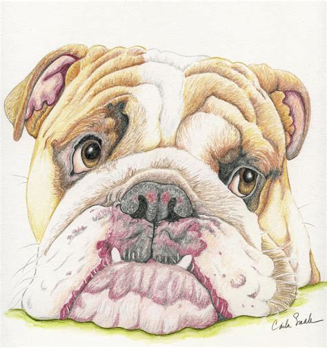 English Bulldog Limited Print from Drawing Dog Art-Carla Smale