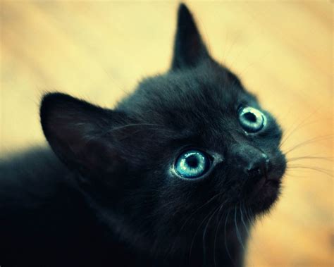 black cat with big blue eyes | Cat with blue eyes, Cute black kitten ...