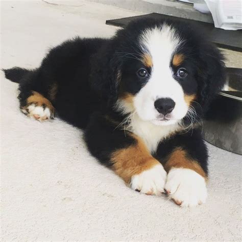 Bernese Mountain Dog Puppies