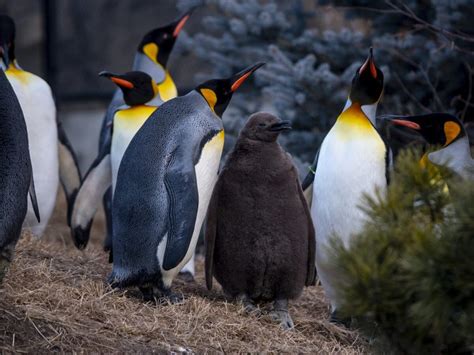 King Penguins - Wilder Institute/Calgary Zoo