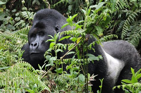 Eastern Lowland Gorillas (Grauer's Gorilla) | Virunga National Park