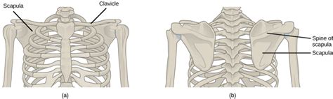 Pectoral Girdle Anatomy