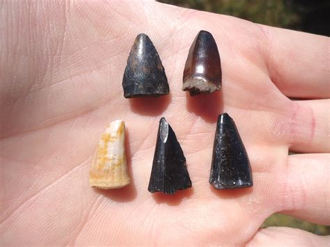 Five Extra Large Barracuda Teeth | Recently Sold | FOSSILS ...