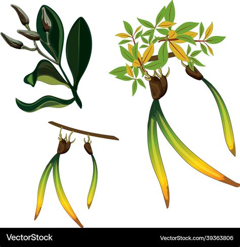 Tree Roots Vector Mangrove Tree Illustration Stock Vector, 41% OFF